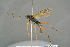  ( - BC ZSM HYM 19849)  @11 [ ] CreativeCommons - Attribution Non-Commercial Share-Alike (2017) SNSB, Staatliche Naturwissenschaftliche Sammlungen Bayerns ZSM (SNSB, Zoologische Staatssammlung Muenchen)