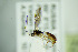  ( - BC ZSM HYM 20991)  @11 [ ] CreativeCommons - Attribution Non-Commercial Share-Alike (2014) Stefan Schmidt SNSB, Zoologische Staatssammlung Muenchen