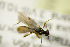  (Rogas circumseriptus - BC ZSM HYM 21372)  @11 [ ] CreativeCommons - Attribution Non-Commercial Share-Alike (2019) SNSB, Staatliche Naturwissenschaftliche Sammlungen Bayerns ZSM (SNSB, Zoologische Staatssammlung Muenchen)