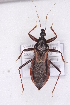  (Velitra - BCW1)  @13 [ ] CreativeCommons - Attribution Non-Commercial Share-Alike (2012) Cai Wanzhi Entomological Museum of China Agricultural University