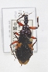  ( - DH2)  @11 [ ] CreativeCommons - Attribution Non-Commercial Share-Alike (2012) Cai Wanzhi Entomological Museum of China Agricultural University