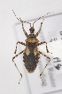  ( - HGJ2)  @13 [ ] CreativeCommons - Attribution Non-Commercial Share-Alike (2012) Cai Wanzhi Entomological Museum of China Agricultural University