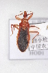  ( - HOD1)  @11 [ ] CreativeCommons - Attribution Non-Commercial Share-Alike (2012) Cai Wanzhi Entomological Museum of China Agricultural University