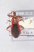  (Durganda - HOD2)  @11 [ ] CreativeCommons - Attribution Non-Commercial Share-Alike (2012) Cai Wanzhi Entomological Museum of China Agricultural University
