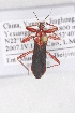  (Staliastes - HOP1)  @11 [ ] CreativeCommons - Attribution Non-Commercial Share-Alike (2012) Cai Wanzhi Entomological Museum of China Agricultural University