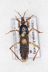  (Sirthenea melanota - HXZT1)  @11 [ ] CreativeCommons - Attribution Non-Commercial Share-Alike (2012) Cai Wanzhi Entomological Museum of China Agricultural University