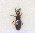  ( - Hsiao3)  @11 [ ] CreativeCommons - Attribution Non-Commercial Share-Alike (2012) Cai Wanzhi Entomological Museum of China Agricultural University