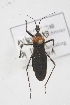  ( - JHB11)  @13 [ ] CreativeCommons - Attribution Non-Commercial Share-Alike (2012) Cai Wanzhi Entomological Museum of China Agricultural University