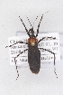  ( - JHB13)  @13 [ ] CreativeCommons - Attribution Non-Commercial Share-Alike (2012) Cai Wanzhi Entomological Museum of China Agricultural University