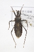  (Holotrichius apterus - WCM1)  @11 [ ] CreativeCommons - Attribution Non-Commercial Share-Alike (2012) Cai Wanzhi Entomological Museum of China Agricultural University