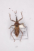  (Isyndus planicollis - YJL1)  @13 [ ] CreativeCommons - Attribution Non-Commercial Share-Alike (2012) Cai Wanzhi Entomological Museum of China Agricultural University
