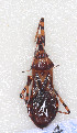  (Isyndus reticulatus - ZDL4)  @14 [ ] CreativeCommons - Attribution Non-Commercial Share-Alike (2012) Cai Wanzhi Entomological Museum of China Agricultural University