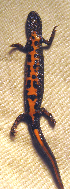  ( - BORKO002)  @13 [ ] Copyright  G. Blagoev 2010 Unspecified