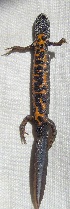  ( - BORKO007)  @13 [ ] Copyright  G. Blagoev 2010 Unspecified