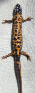  ( - BORKO008)  @13 [ ] Copyright  G. Blagoev 2010 Unspecified