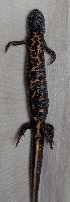  ( - BORKO009)  @13 [ ] Copyright  G. Blagoev 2010 Unspecified