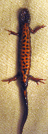  ( - BORKO042)  @13 [ ] Copyright  G. Blagoev 2010 Unspecified