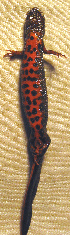  ( - BORKO051)  @11 [ ] Copyright  G. Blagoev 2010 Unspecified