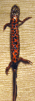  ( - BORKO054)  @12 [ ] Copyright  G. Blagoev 2010 Unspecified