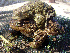  (Bufo - BORKO090)  @14 [ ] Copyright  G. Blagoev 2010 Unspecified