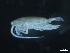  ( - ZOO_046)  @11 [ ] CreativeCommons - Attribution No Derivatives (2018) Hakai Institute Hakai Institute