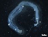  ( - ZOO_558)  @11 [ ] CreativeCommons - Attribution No Derivatives (2018) Hakai Institute Hakai Institute