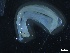  ( - ZOO_560)  @11 [ ] CreativeCommons - Attribution No Derivatives (2018) Hakai Institute Hakai Institute