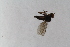  (Trichinomyia fuscipes - RIKEmp_156)  @11 [ ] Copyright (2014) Bergen Museum Bergen Museum