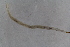  ( - Ent138)  @11 [ ] copyright (2018) Univers. of Bergen, Natural History Collection Univers. of Bergen, Natural History Collection