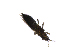  (Thrips menyanthidis - Ent374)  @11 [ ] copyright (2014) Bergen Museum Bergen Museum