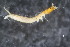  ( - Ent187)  @11 [ ] copyright (2018) Univers. of Bergen, Natural History Collection Univers. of Bergen, Natural History Collection