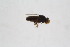 ( - Ent197)  @11 [ ] copyright (2018) Univers. of Bergen, Natural History Collection Univers. of Bergen, Natural History Collection