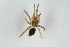  ( - Ent225)  @11 [ ] copyright (2018) Univers. of Bergen, Natural History Collection Univers. of Bergen, Natural History Collection