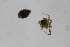  ( - Ent247)  @11 [ ] copyright (2018) Univers. of Bergen, Natural History Collection Univers. of Bergen, Natural History Collection