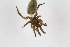  ( - Ent259)  @11 [ ] copyright (2018) Univers. of Bergen, Natural History Collection Univers. of Bergen, Natural History Collection