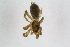  ( - Ent261)  @11 [ ] copyright (2018) Univers. of Bergen, Natural History Collection Univers. of Bergen, Natural History Collection