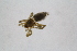  ( - Ent263)  @11 [ ] copyright (2018) Univers. of Bergen, Natural History Collection Univers. of Bergen, Natural History Collection