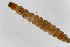  ( - Ent274)  @11 [ ] copyright (2018) Univers. of Bergen, Natural History Collection Univers. of Bergen, Natural History Collection