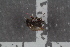  ( - FinPhor10)  @11 [ ] CreativeCommons - Attribution Non-Commercial Share-Alike (2016) University of Bergen Natural History Collections