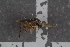  ( - FinPhor17)  @11 [ ] CreativeCommons - Attribution Non-Commercial Share-Alike (2016) University of Bergen Natural History Collections