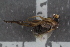  (Megaselia humeralis - FinPhor21)  @11 [ ] CreativeCommons - Attribution Non-Commercial Share-Alike (2016) University of Bergen Natural History Collections