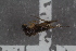  ( - FinPhor23)  @11 [ ] CreativeCommons - Attribution Non-Commercial Share-Alike (2016) University of Bergen Natural History Collections