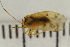  ( - HetNor188)  @11 [ ] CreativeCommons - Attribution Non-Commercial Share-Alike (2042) University of Bergen Natural History Collections