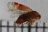  ( - HetNor194)  @11 [ ] CreativeCommons - Attribution Non-Commercial Share-Alike (2020) University of Bergen Natural History Collections