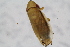  ( - HetNor335)  @11 [ ] copyright (2018) Univers. of Bergen, Natural History Collection Univers. of Bergen, Natural History Collection