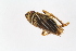  ( - HetNor367)  @11 [ ] copyright (2018) Univers. of Bergen, Natural History Collection Univers. of Bergen, Natural History Collection