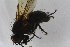  ( - IBOL-RikCal_19)  @11 [ ] CreativeCommons - Attribution Non-Commercial Share-Alike (2017) University of Bergen Natural History Collections
