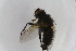  ( - IBOL-RikCal_27)  @12 [ ] CreativeCommons - Attribution Non-Commercial Share-Alike (2017) University of Bergen Natural History Collections