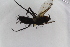 ( - IBOL-RikCal_28)  @12 [ ] CreativeCommons - Attribution Non-Commercial Share-Alike (2017) University of Bergen Natural History Collections