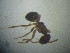  ( - IBOL Kurs2017-AA3)  @12 [ ] CreativeCommons - Attribution Non-Commercial Share-Alike (2017) University of Bergen Natural History Collections